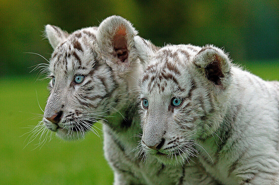 White Tiger, panthera tigris, Portrait of Cub