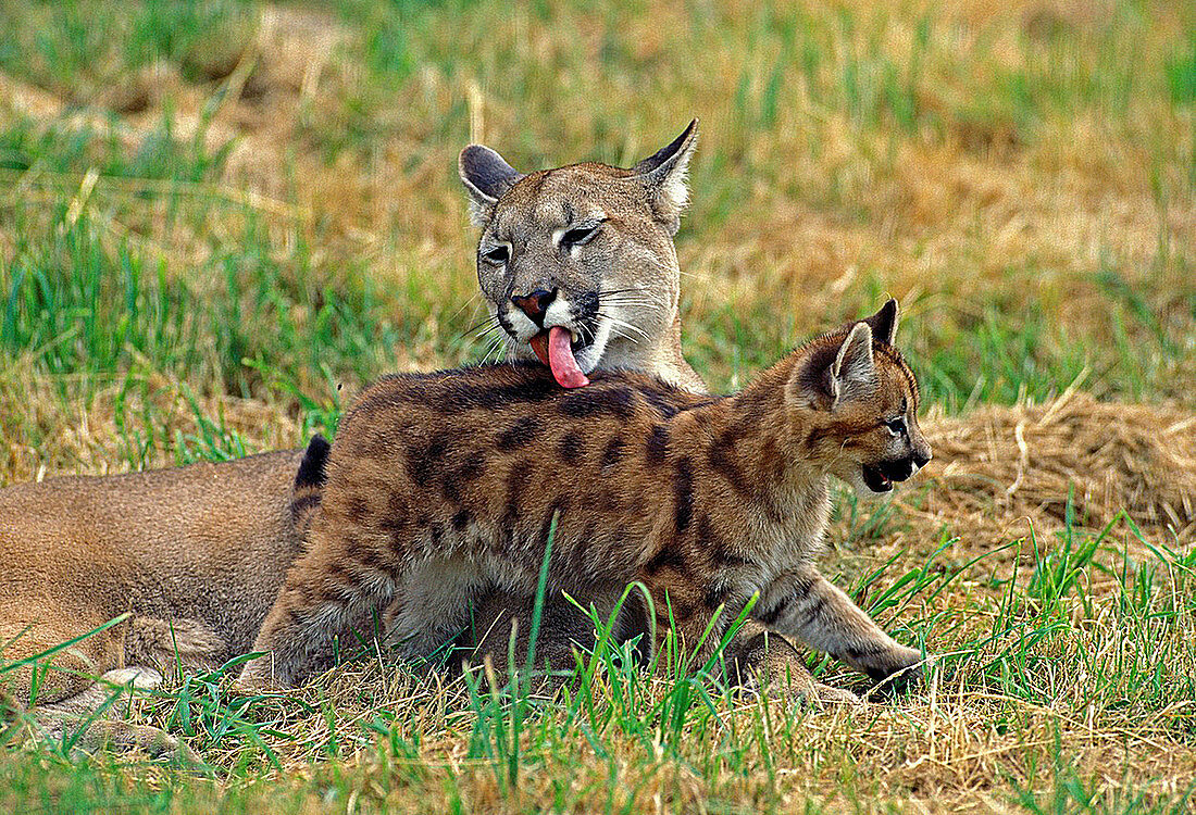 Cougar, puma concolor, Mother Licking Cub