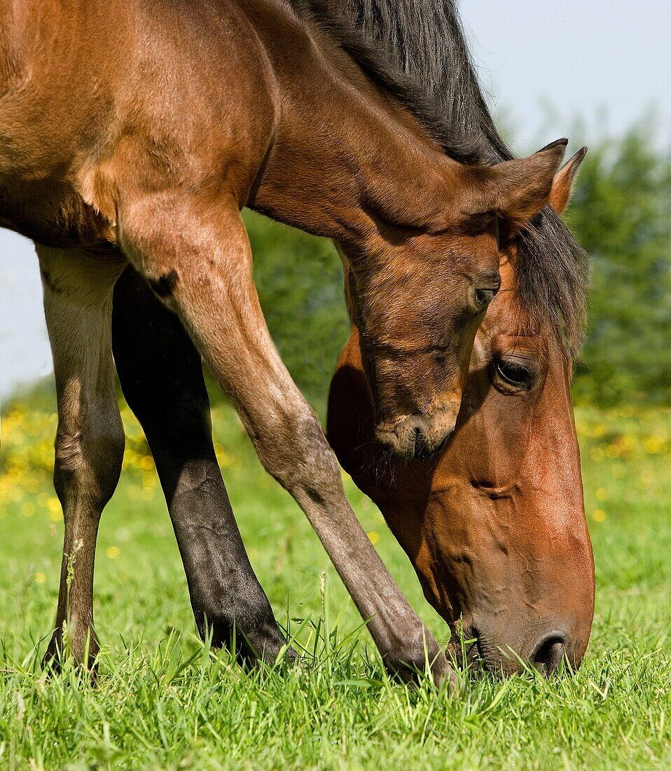 French Trotter, Mare with Foal eating Grass in Paddock, Normandy