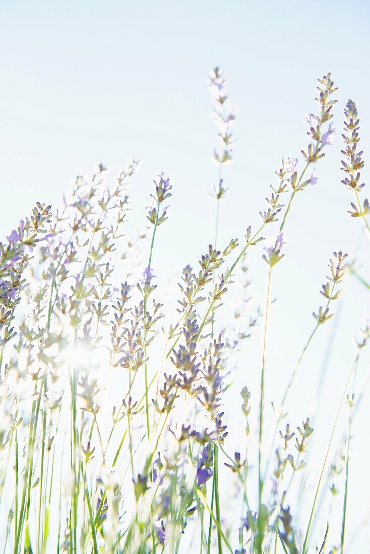 Blooming lavender flowers in organic herbal garden