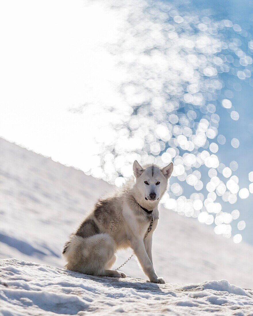 Siberian Husky Canis familiaris Sled dog chained, Ittoqqortoormiit Scoresbysund, Sermersooq Municipality, Greenland