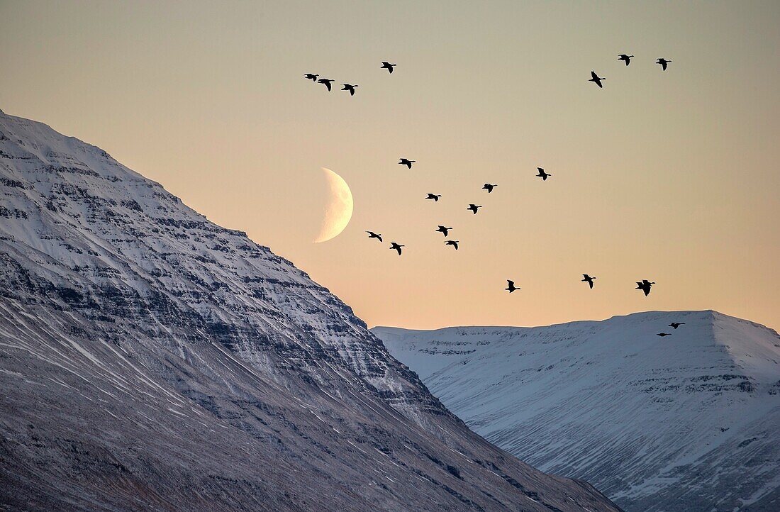 Birds flying with moonlight, Akureyri, Iceland