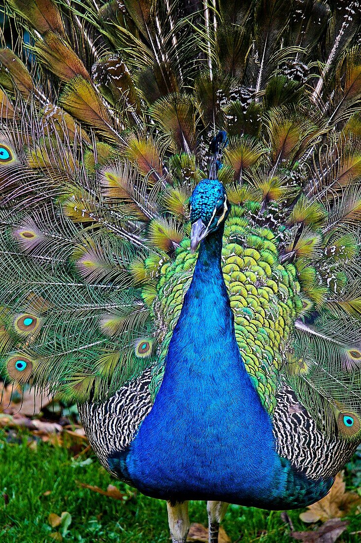 Peacock in a Park