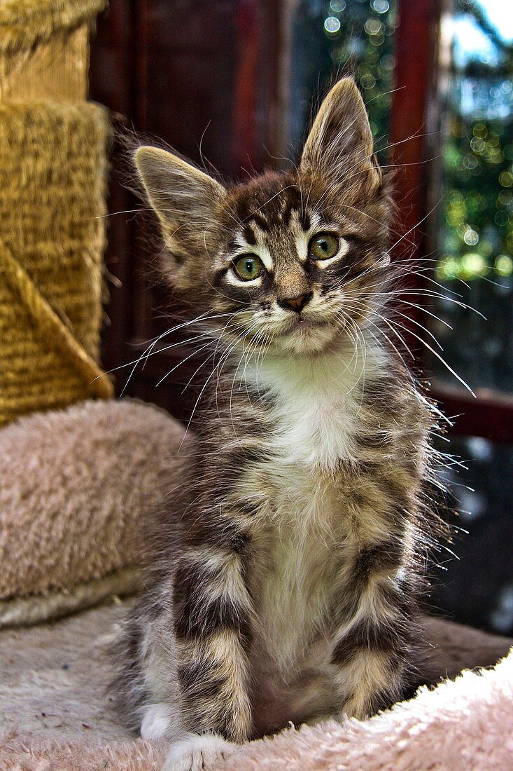 Maine Coom Kitten
