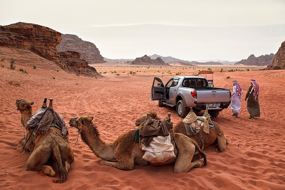 camels in wadi rum desert. jordan.