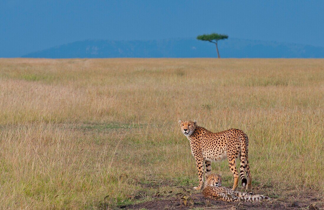 Kenya Masai Mara Africa cheetah mother and cub in tall grass at golden sunset in Masai Mara National Park in safari