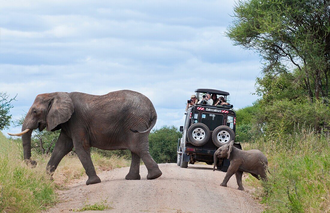 Tanzania Africa Tanangire National Park with safari vehicle with tourists enjoying elephants crossing the road in jungle reserve wild animals