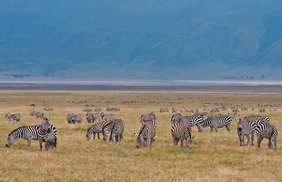 Tanzania Africa Ngorongoro Conservation Area crater with reserve and zebras animals in wild safari