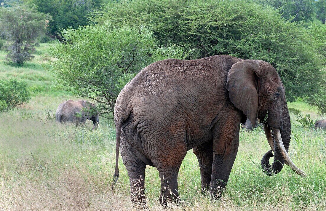 Tanzania Africa Tanangire National Park with elephants in trees in jungle reserve wild animals