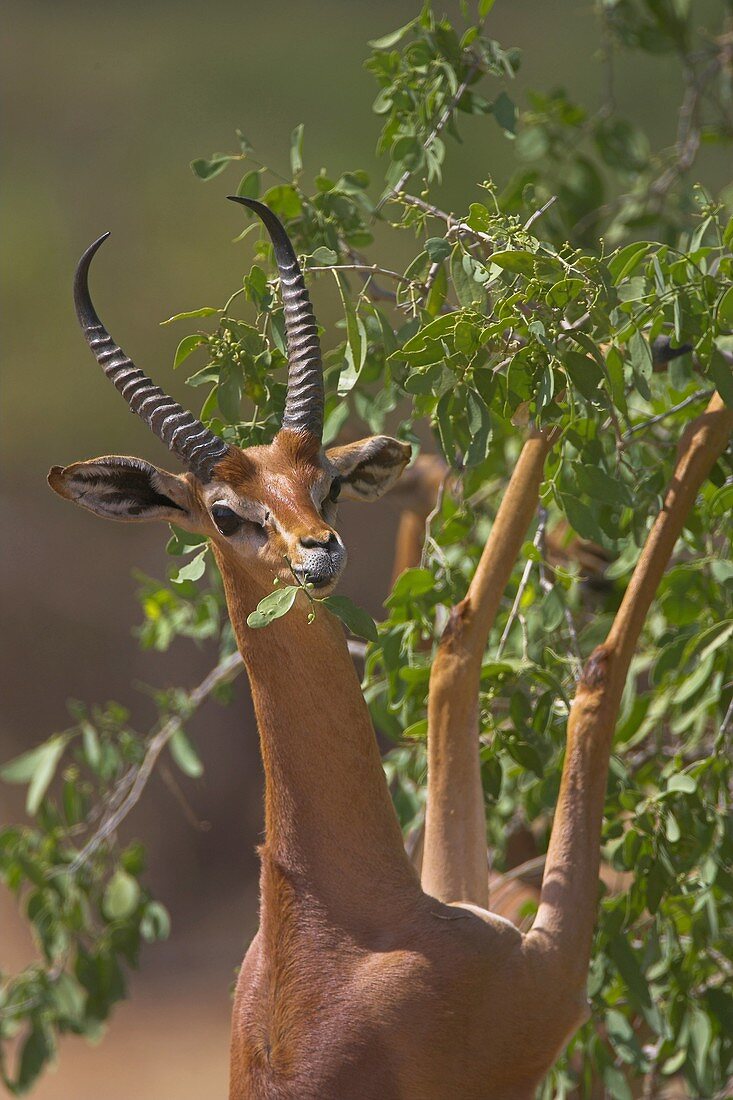 Gerenuk Litocranius walleri aka Waller´s gazelle feeding on bushes in Northern Kenya