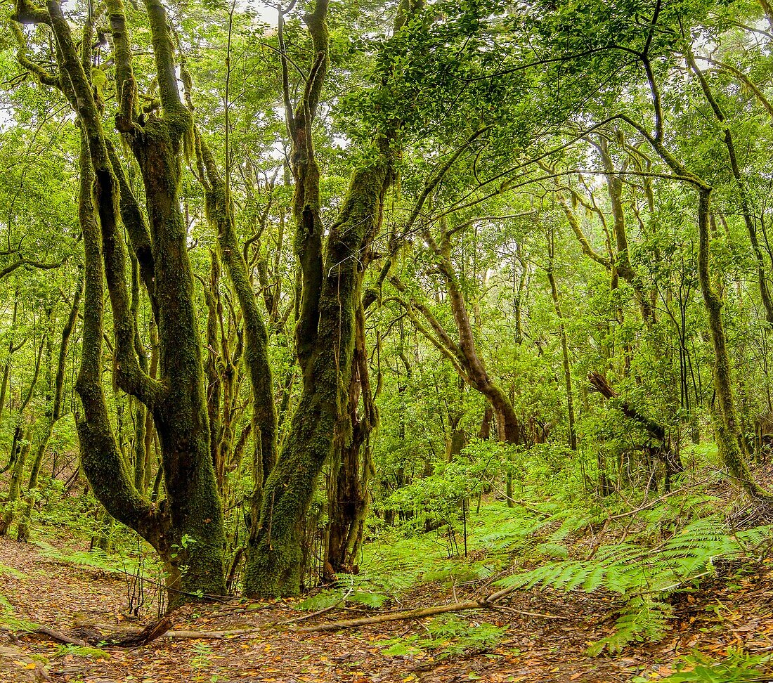 Garajonay National Park in the center and north of the island of La Gomera Canary Islands, Spain