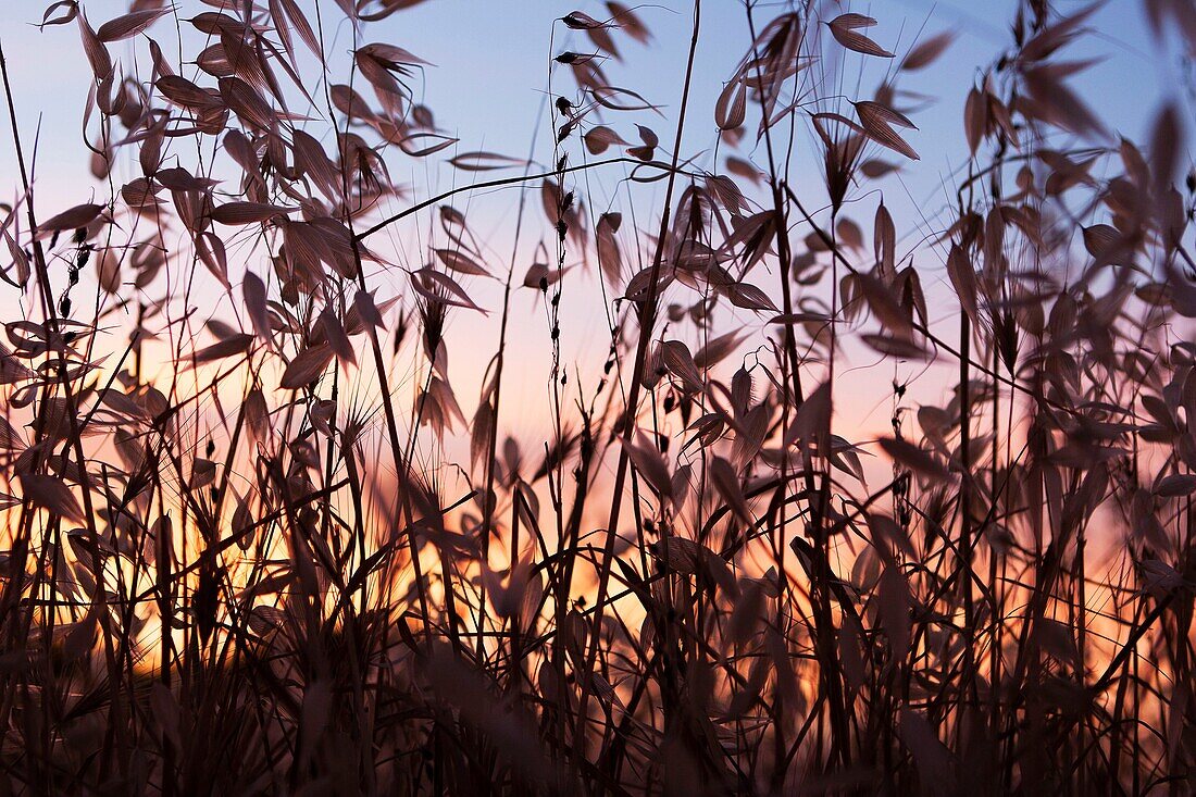 Sunset and grasses in foreground