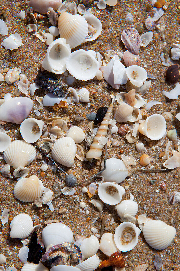 Muscheln am Strand, Bang Saphan, Provinz Prachuap Khiri Khan, Thailand, Asien