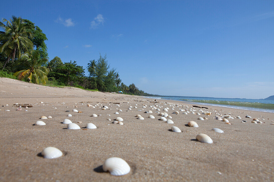 Muscheln am Strand, Bang Saphan, Provinz Prachuap Khiri Khan, Thailand, Asien