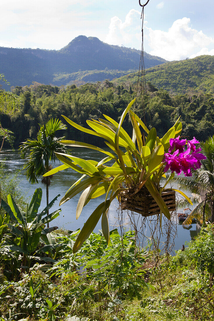 Orchidee im Nationalpark Erawan, Kanchanaburi, Provinz Kanchanaburi, Thailand, Asien
