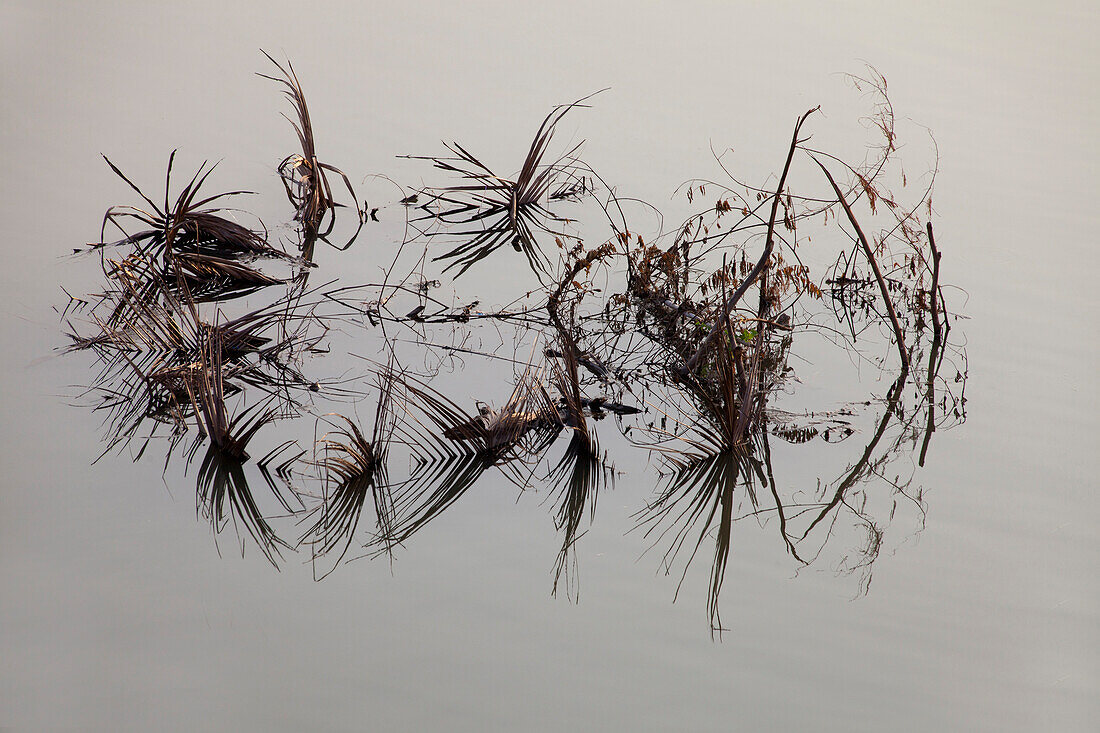 Palm leaves in the Mekong river, Vientiane, capital of Laos, Asia