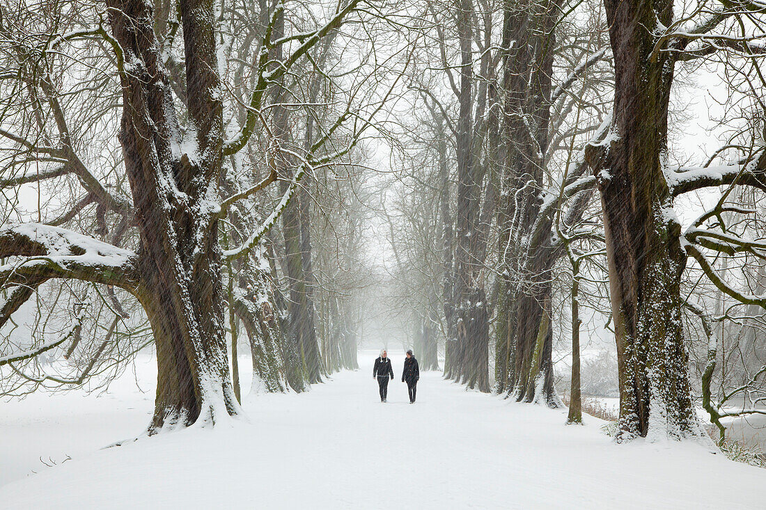 Two women walking through a chestnut alley in winter, Herten, North Rhine-Westphalia, Germany