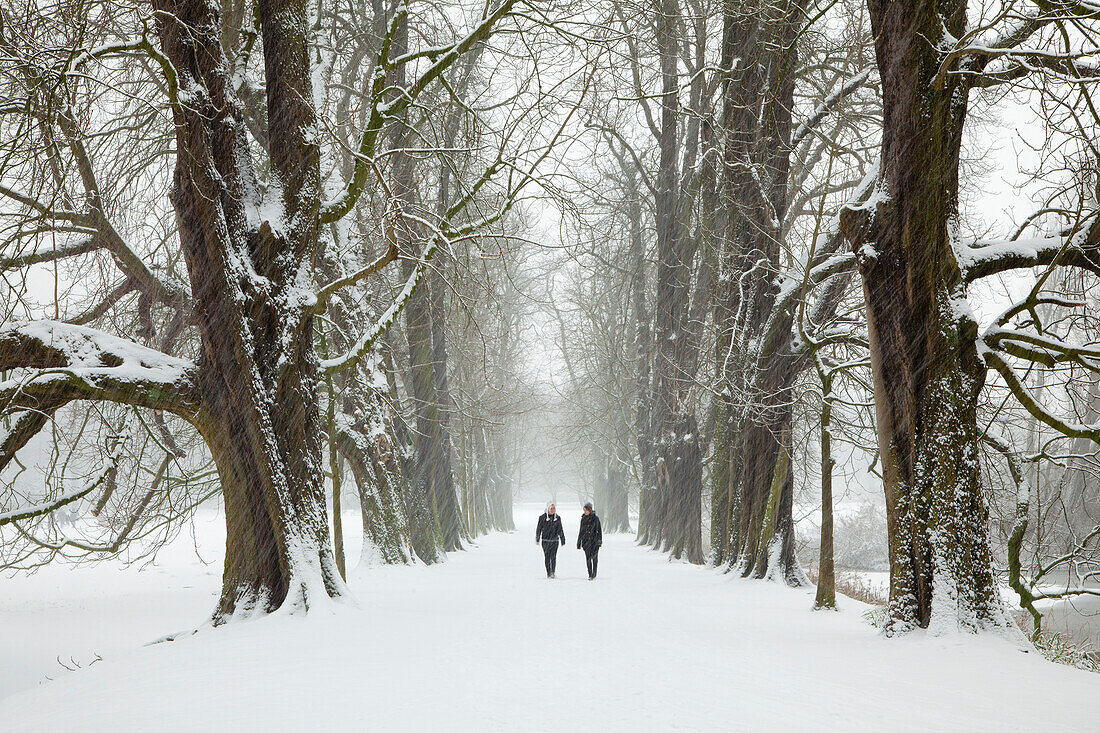 Zwei Frauen beim Spaziergang durch eine Kastanienallee im Winter, Herten, Nordrhein-Westfalen, Deutschland