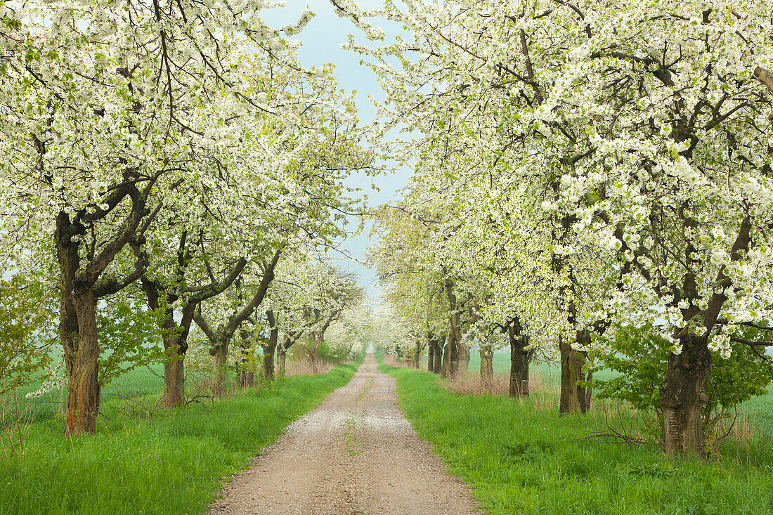 Kirschbaumallee im Wendland, Niedersachsen, Deutschland