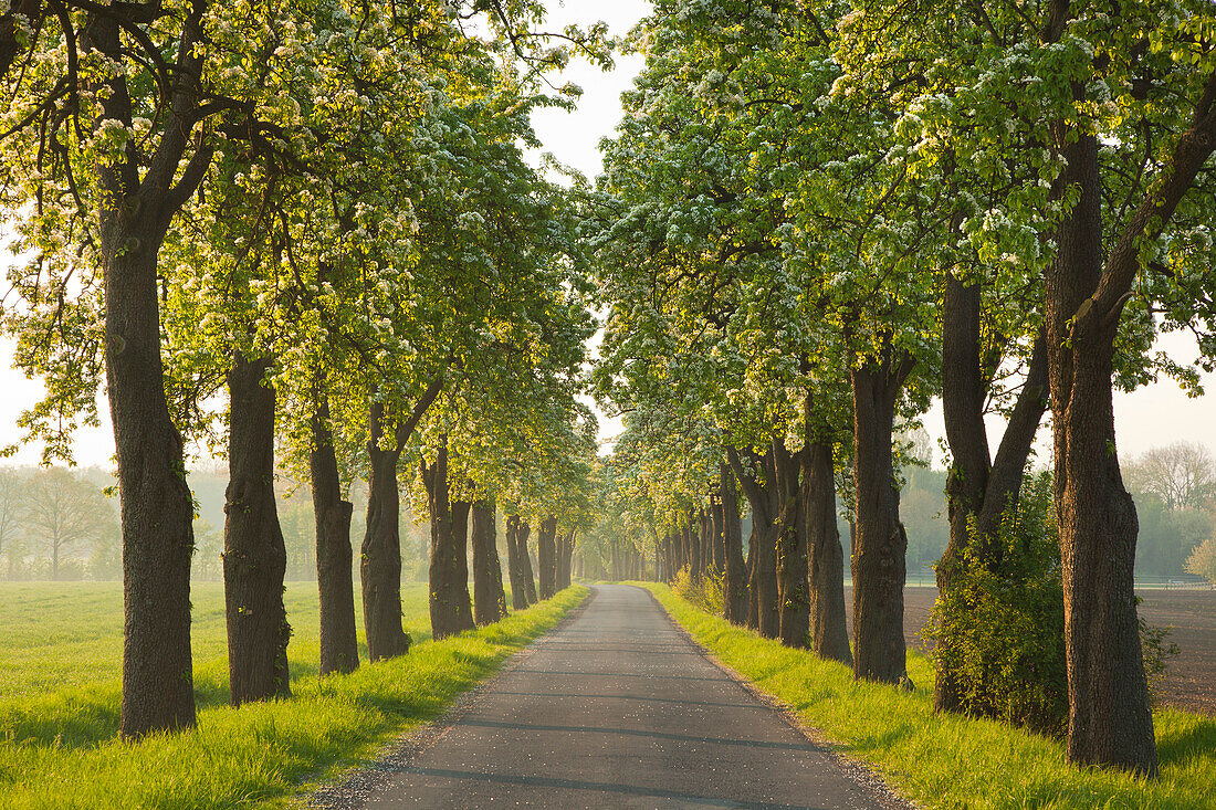 Alley of pear trees, Muensterland area, North Rhine-Westphalia, Germany