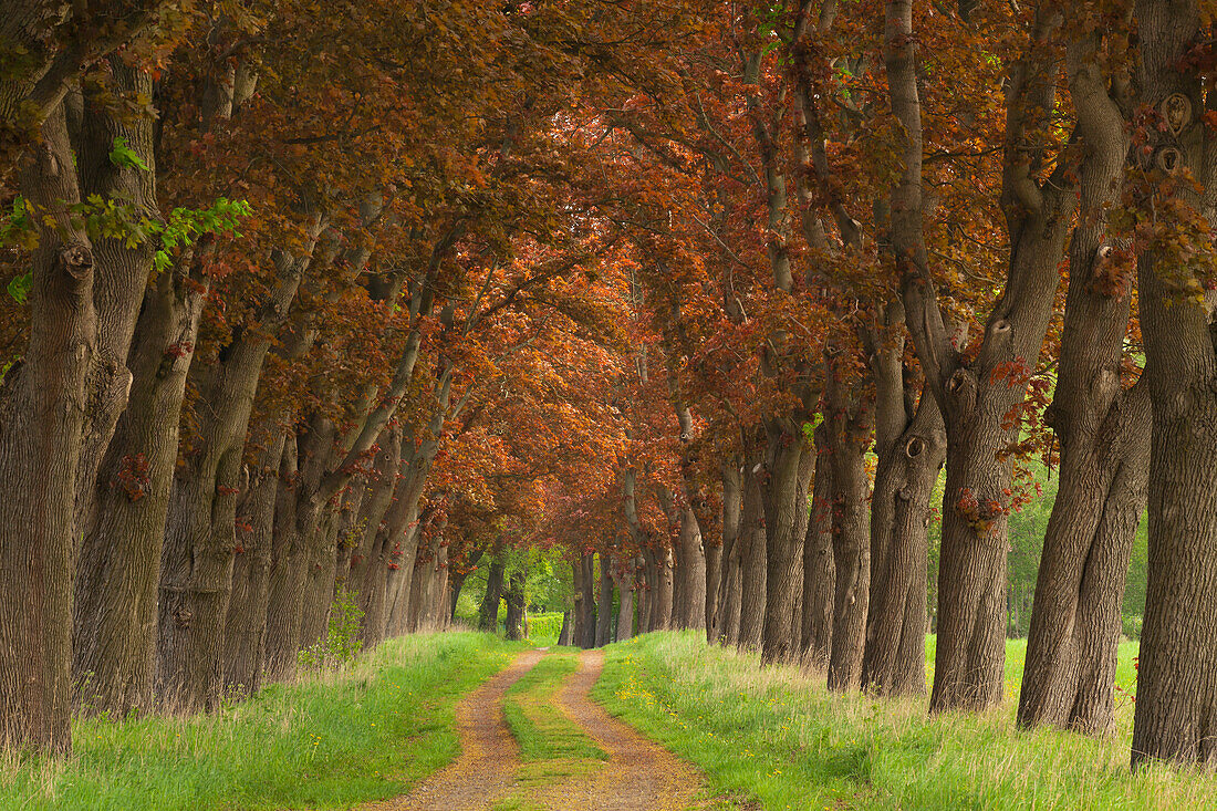 Maple alley, near Perleberg, Prignitz area, Brandenburg, Germany