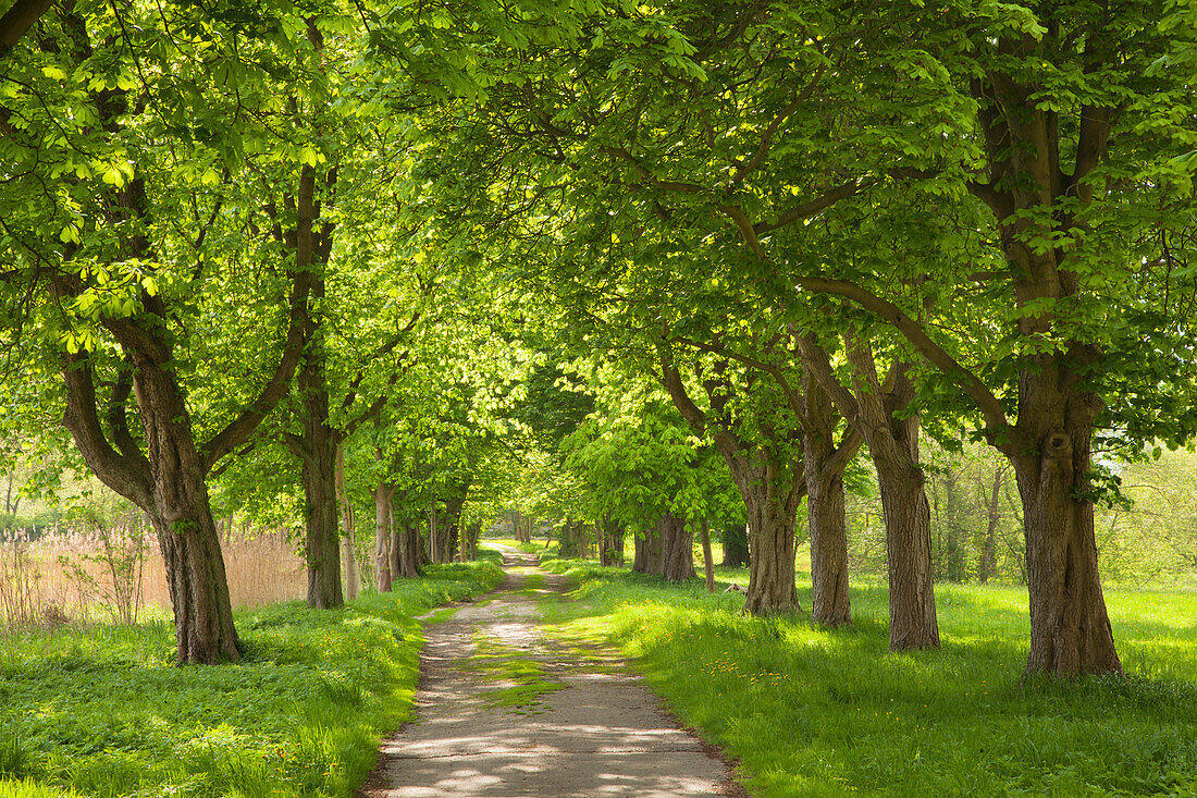 Chestnut alley, near Malchow, Mecklenburg-Western Pomerania, Germany