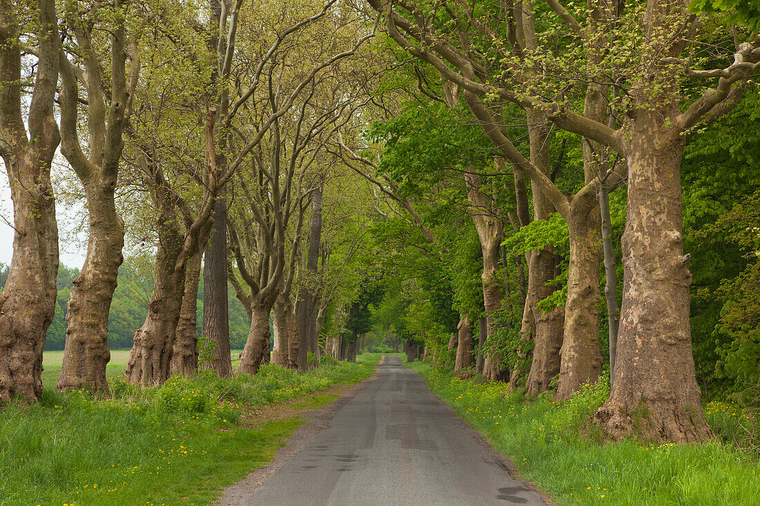 Platanenallee im Ruppiner Land, Prignitz, Brandenburg, Deutschland