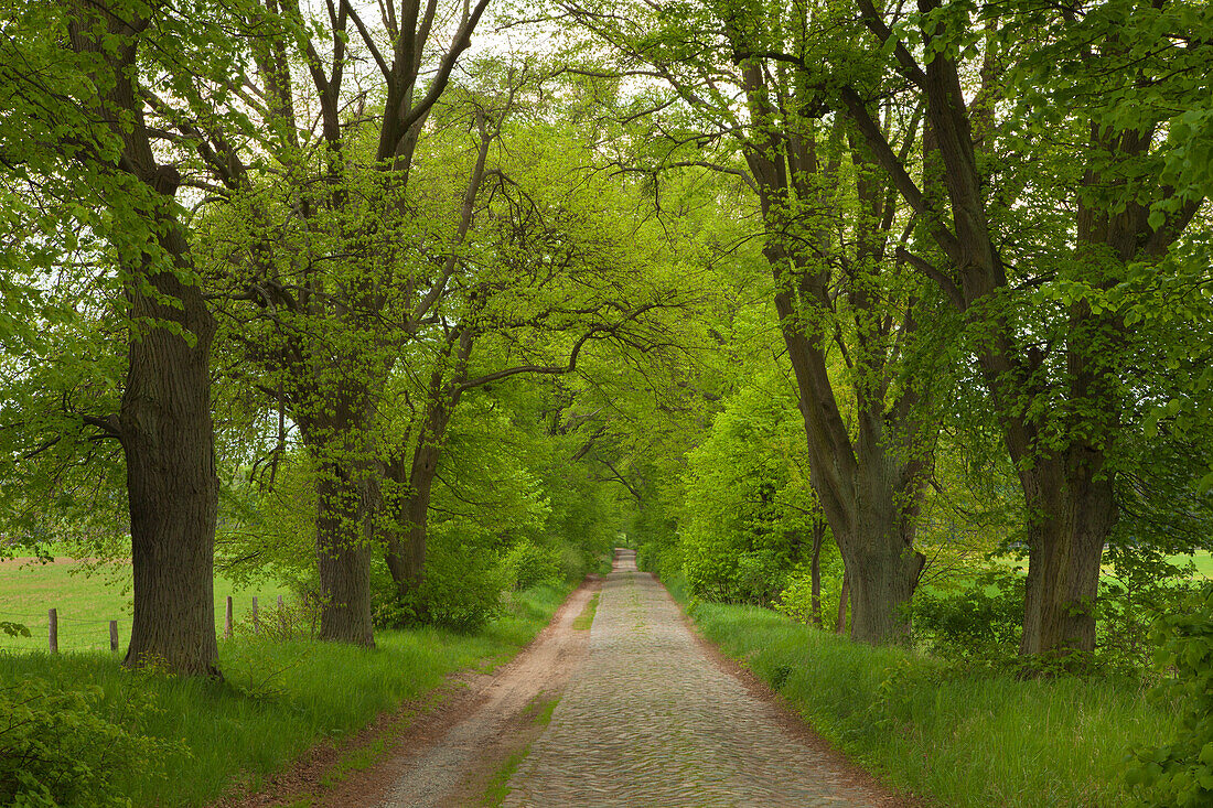 Lindenallee in der Uckermark, Brandenburg, Deutschland