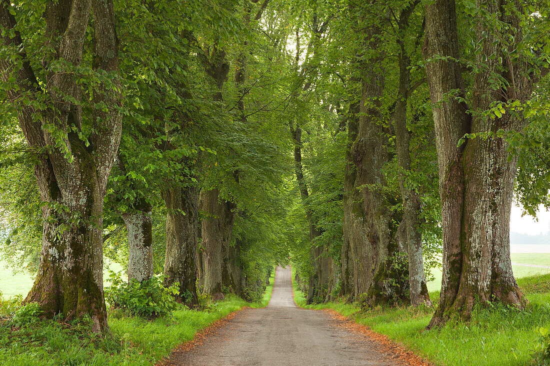 Lime alley, Kurfuerstenallee, at Marktoberdorf, Allgaeu, Bavaria, Germany