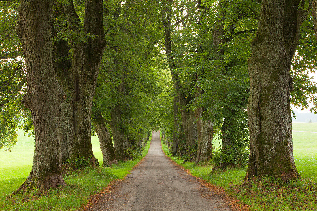 Lime alley, Kurfuerstenallee, at Marktoberdorf, Allgaeu, Bavaria, Germany