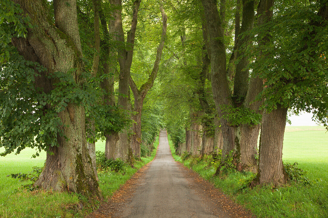 Lime alley (Kurfuerstenallee) at Marktoberdorf, Allgaeu, Bavaria, Germany