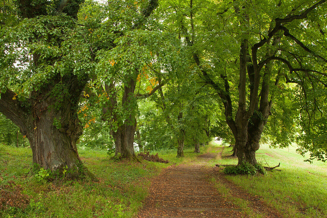 Lindenallee bei Neuburg an der Donau, Bayern, Deutschland