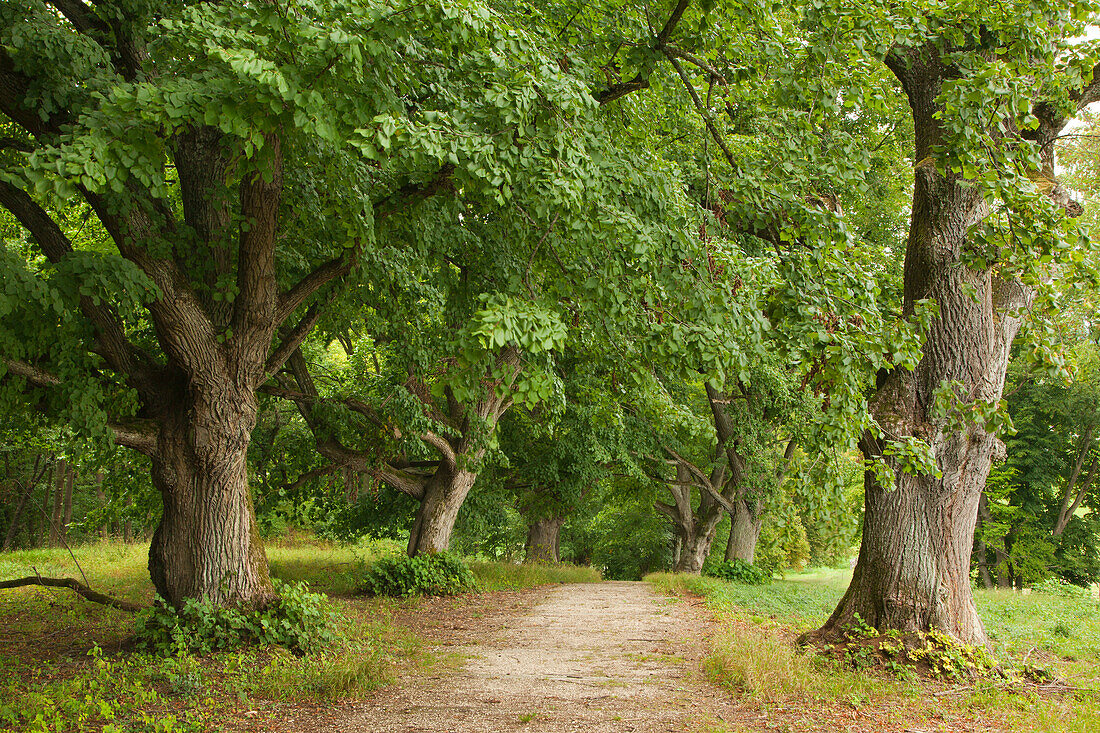 Lime alley, near Neuburg an der Donau, Bavaria, Germany