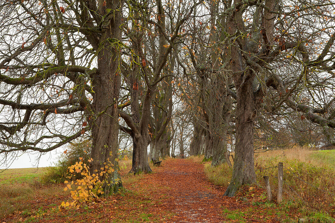 Chestnut alley, near Iffeldorf, Bavaria, Germany