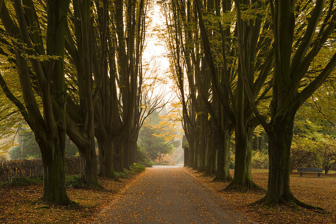 Hornbeam alley, Dortmund, North Rhine-Westphalia, Germany