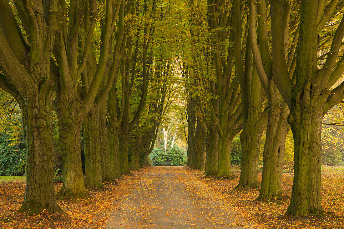 Hainbuchenallee, Dortmund, Nordrhein-Westfalen, Deutschland