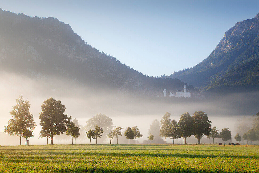 Morning mist at Neuschwanstein castle, Schwangau, near Fuessen, Allgaeu, Bavaria, Germany
