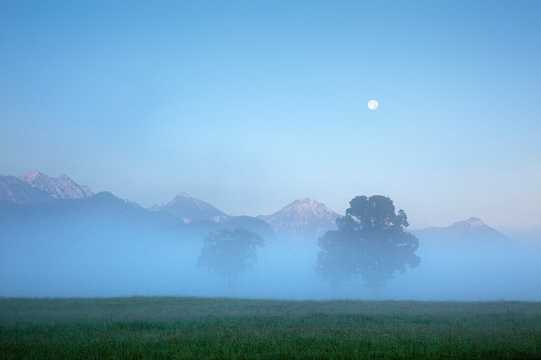 Tannheimer Berge in Morgennebel und Mondlicht, bei Hohenschwangau, Füssen, Allgäu, Bayern, Deutschland