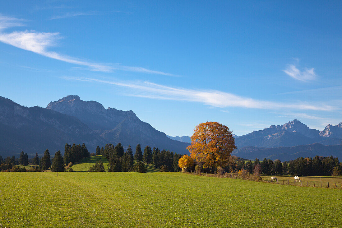 Wiese mit Pferden, Blick auf Säuling und Tannheimer Berge, Allgäu, Bayern, Deutschland