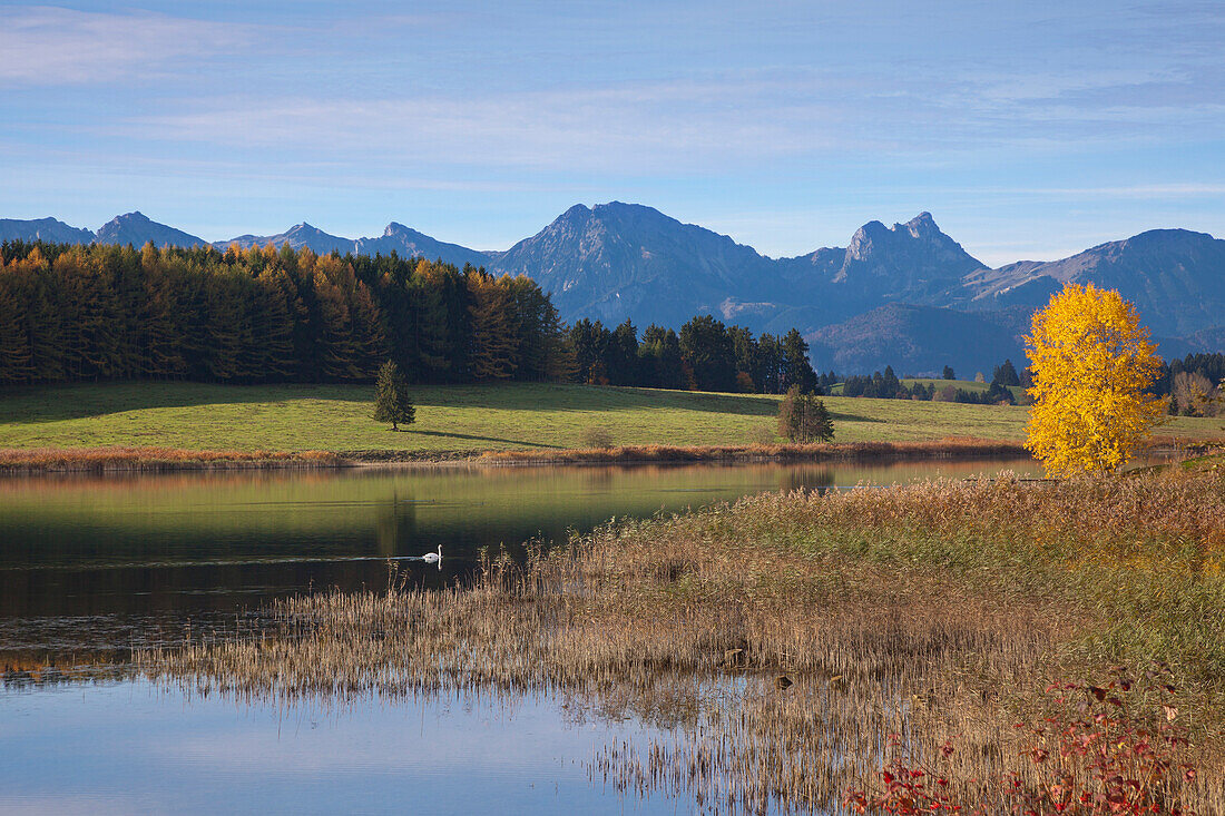 Blick über den Forggensee auf die Tannheimer Berge, Allgäu, Bayern, Deutschland