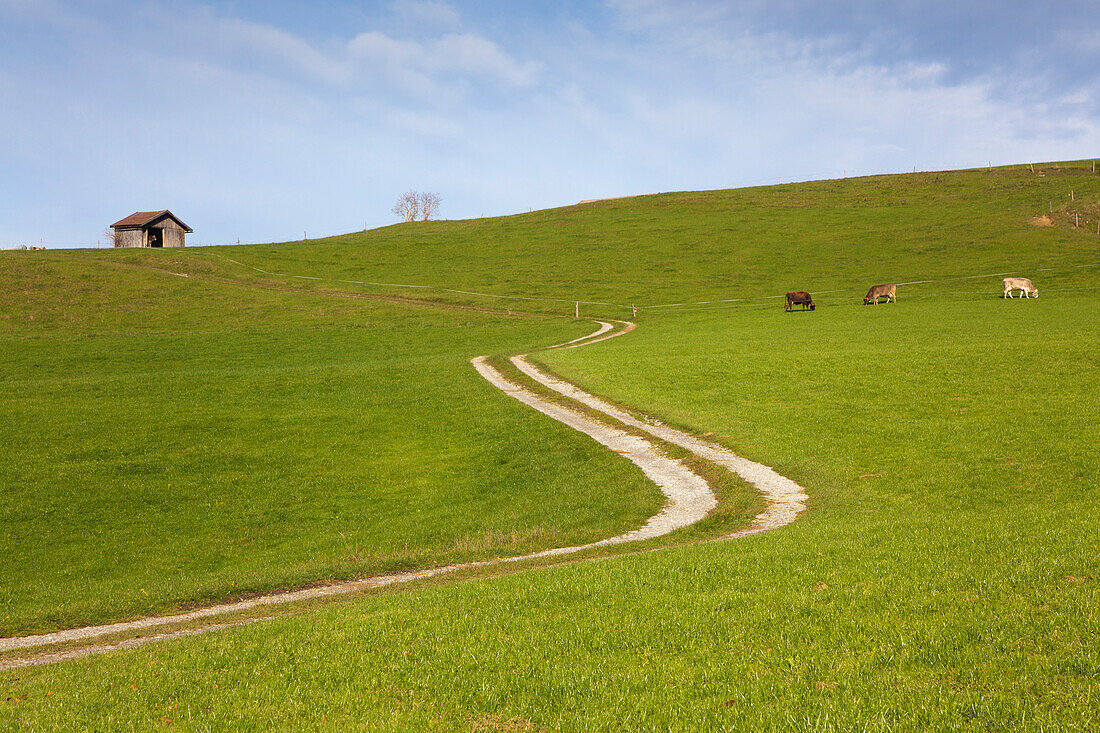 Feldweg, Wiese mit Kühen, Allgäu, Bayern, Deutschland