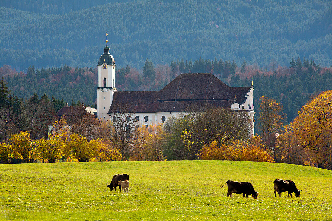 Grasende Kühe auf einer Weide vor der Wieskirche, bei Steingaden, Allgäu, Bayern, Deutschland