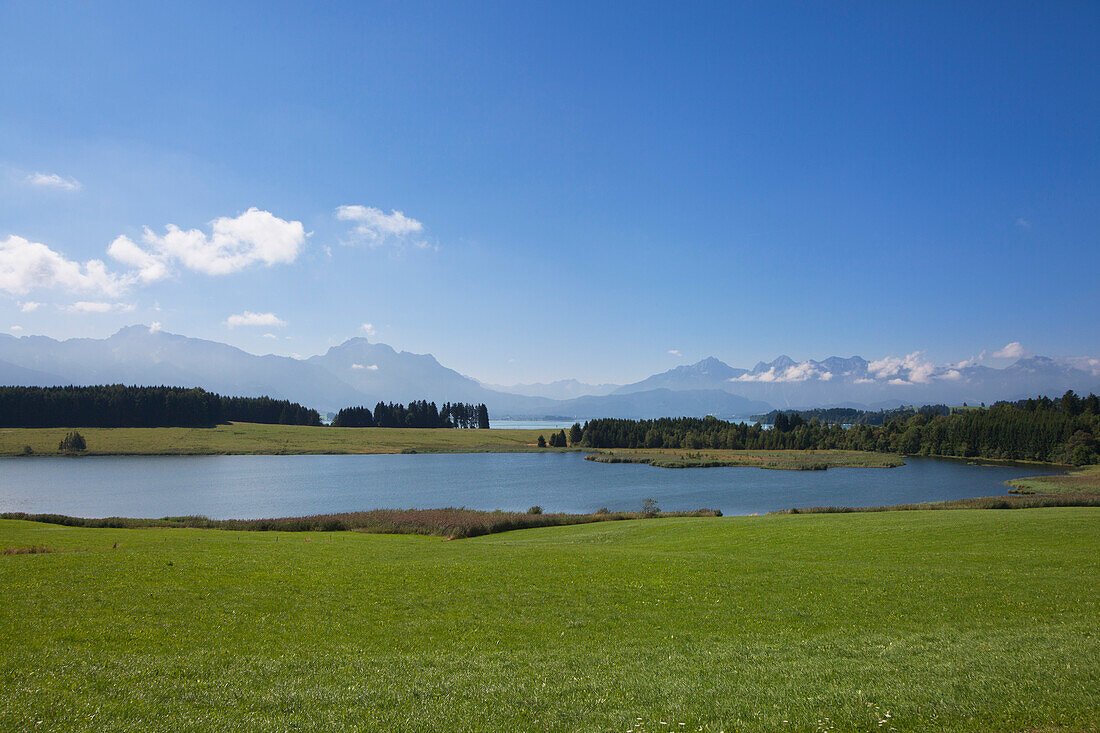 Blick über den Forggensee auf die Allgäuer Alpen mit Tegelberg, Säuling und Tannheimer Berge, Allgäu, Bayern, Deutschland