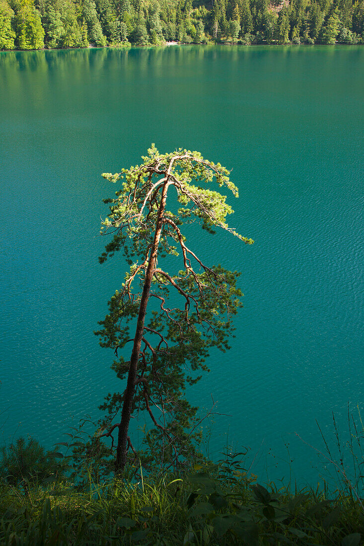 Pine tree at the lakeside of Alpsee, near Hohenschwangau, Fuessen, Allgaeu, Bavaria, Germany