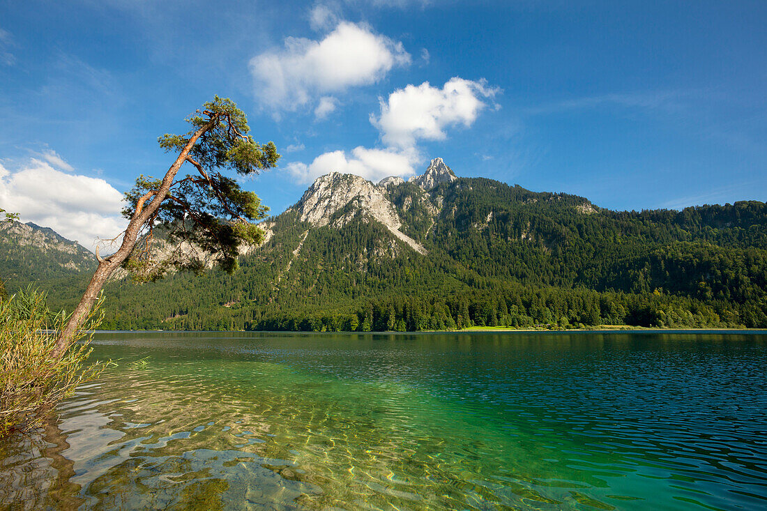 Alpsee und Säuling, bei Hohenschwangau, Füssen, Allgäu, Bayern, Deutschland