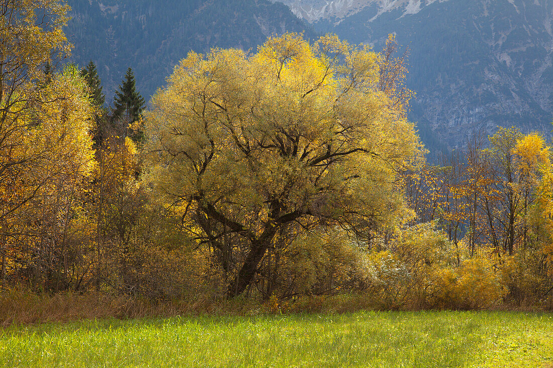 Bäume in Herbstfärbung im Tal der Ammer bei Oberammergau, Bayern, Deutschland