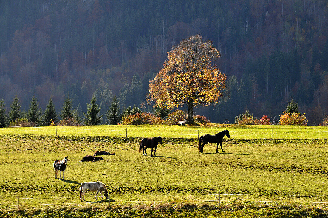 Pferde auf der Weide bei Pfronten, Ostallgäu, Schwaben, Bayern, Deutschland