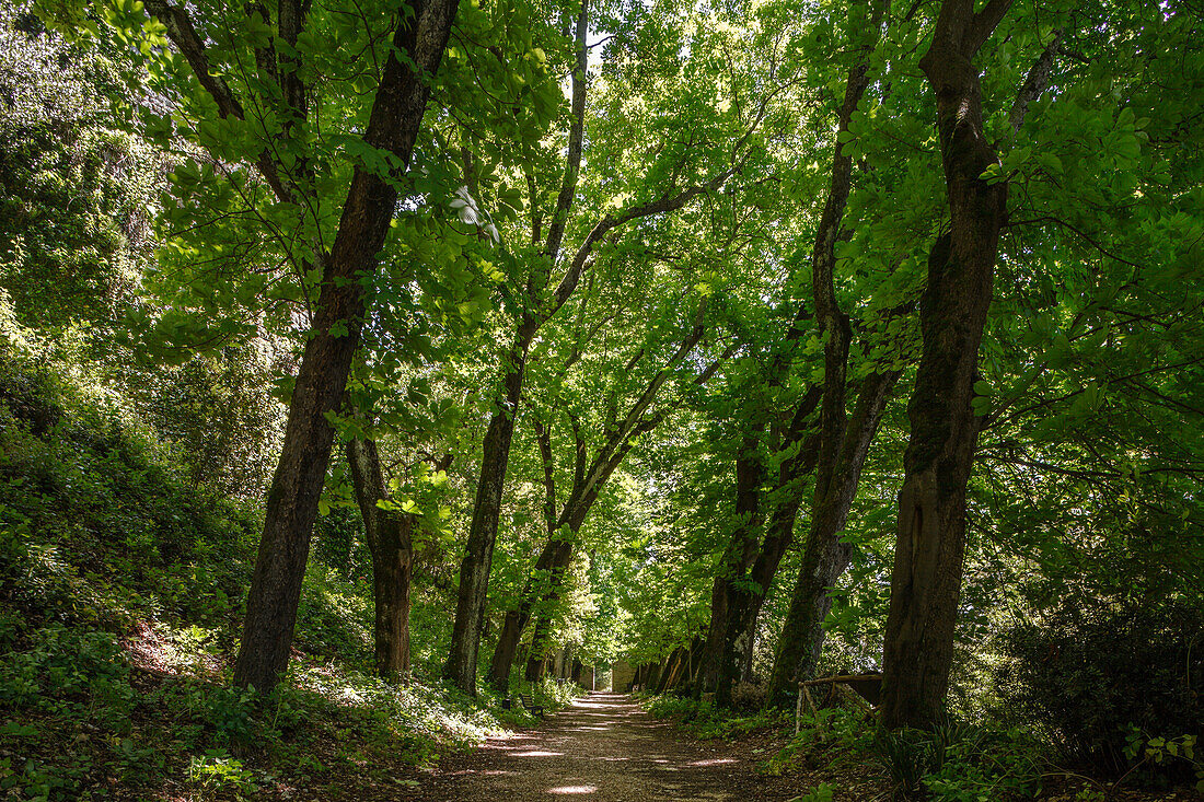 Kastanienbäume und Weg durch Parco Ranghiasci, Franziskus von Assisi, Via Francigena di San Francesco, Franziskusweg, Gubbio, Provinz Perugia, Umbrien, Italien, Europa