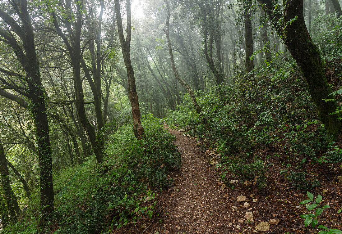 Steep forest at Eremo delle Carceri, wood above Assisi, Monte Subasio, St. Francis of Assisi, Via Francigena di San Francesco, St. Francis Way, Assisi, province of Perugia, Umbria, Italy, Europe