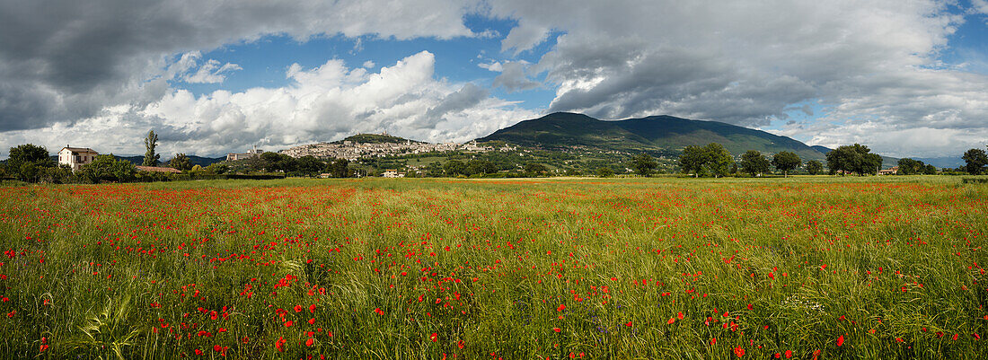 Panorama of Assisi with poppy field, UNESCO World Heritage Site, St. Francis of Assisi, Via Francigena di San Francesco, St. Francis Way, Assisi, province of Perugia, Umbria, Italy, Europe